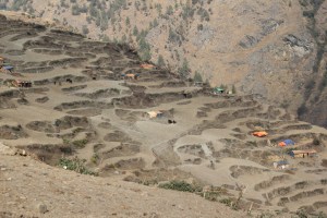 Terraced farm and livestock land at the edge of Gatlang