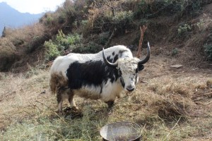 Domestic yak